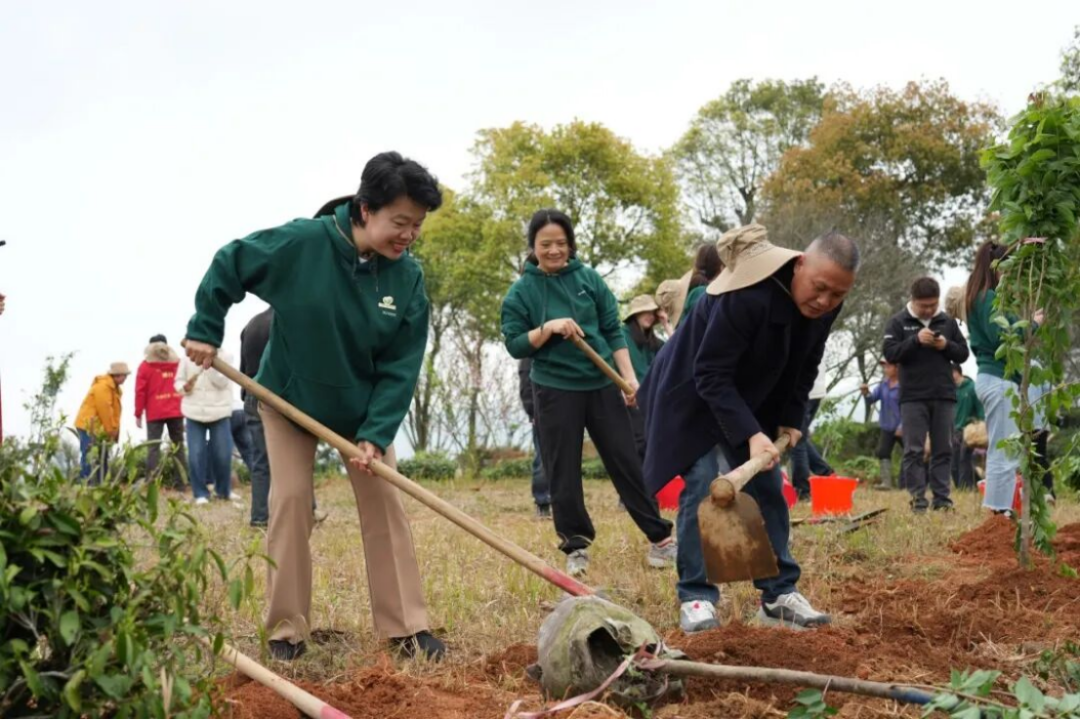 三棵樹福鼎白茶園生態修復行動705
